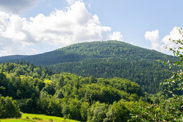 Green forest natural landscape on the mountain in summer. Beautiful colorful summer spring natural landscape in Park surrounded by green foliage of trees in sunlight. High quality photo