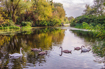 ducks in the lake