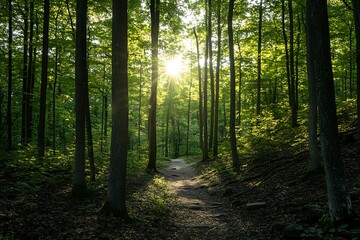 Fototapeta premium Sunbeams Through Forest Trees, Woodland Path, Nature Photography