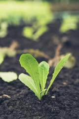 Lettuce seedling wirh green vibe and black soil