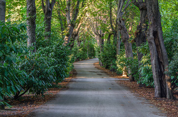 Footpath in a forest