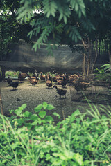 Brown duck in farm with green at foreground