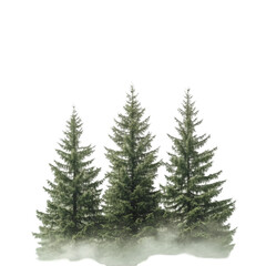 Fototapeta premium Beautiful isolated evergreen fir trees on transparent background, collage. Banner design and PNG cutout