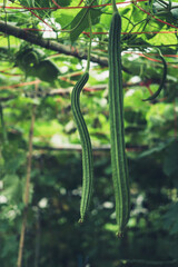 Luffa hanging with green vibe in farm