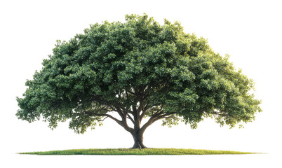 Fototapeta premium Majestic solitary tree with lush green foliage on transparent background