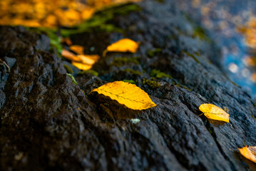 Autumn leaves fallen on black stone in the forest. Yellow leaves in the same area.