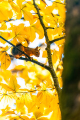 Close-up of squirrel on autumn tree branch. Cute squirrel walking on branch. © thehakanarslan