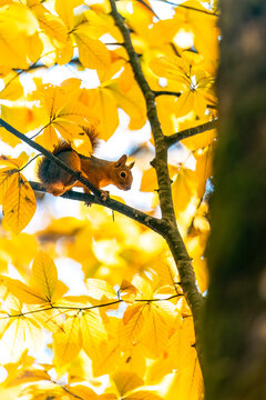 Close-up of squirrel on autumn tree branch. Cute squirrel walking on branch.