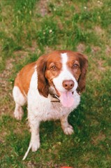 Brittany Spaniel