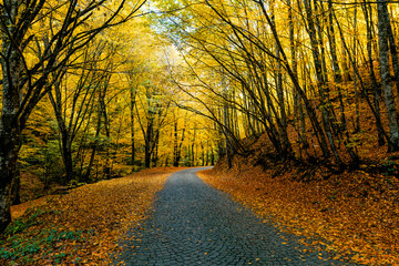Obraz premium A wonderfully calm road in the forest among yellow and orange leafed trees. And the ground is completely covered with dry autumn leaves.