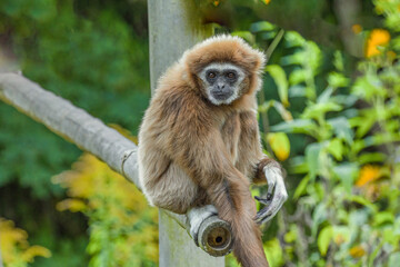 lar gibbon white-handed gibbon, an endangered primate in the gibbon family