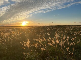 秋空の夕暮れに黄金に輝くススキ