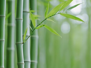 A bamboo grove with tall, slender stalks swaying gently in the breeze, peaceful and serene