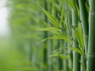 A bamboo grove with tall, slender stalks swaying gently in the breeze, peaceful and serene