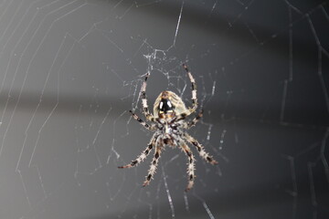 Orb Weaver