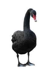 Beautiful black swan on white background. Exotic bird © New Africa