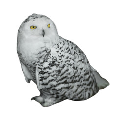 Beautiful snowy owl on white background. Exotic bird
