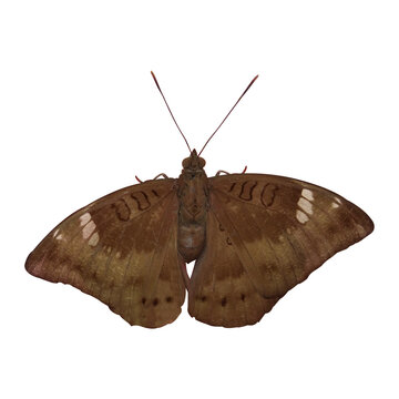 Common Baron Butterfly Image