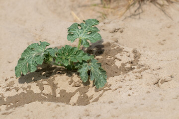 Watermelon sprout.Green wild watermelon sprout in the sand on the beach.