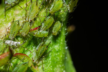 closeup of colony of aphids sucking on rosebud