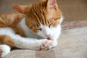 Felis silvestris forma catus, Domestic-cat, red-white, lying