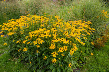 Massif de Rudbeckia