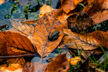 A baby frog camouflaged among the green leaves on the water in autumn.