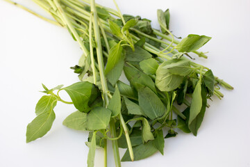 Similar to sweet basil, Genovese basil (Ocimum basilicum ‘Genovese’) features large, bright green leaves with a slightly darker shade.