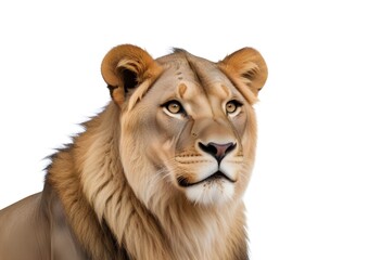Obraz premium A close-up portrait of a female adult African lion with a fur coat and piercing eyes against a plain white background