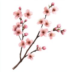 Beautiful pink cherry blossom branch with delicate flowers and buds, perfect for spring-themed designs and floral arrangements, white background