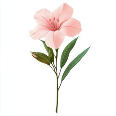 A beautiful pink flower with delicate petals and vibrant green leaves, perfect for adding a touch of nature to any design, white background