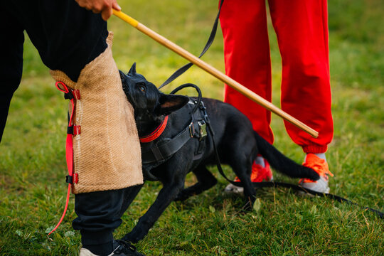 A black German Shepherd practices his bite during attack and defense training. Working dog. Dog training with instructor and owner
