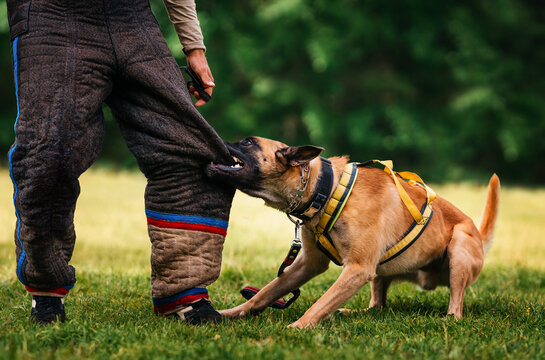 Protective training with a dog. Malinois practices biting legs during training. Belgian Shepherd trains to apprehend criminals. Working dog.