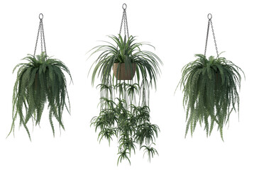Hanging potted plant isolated png on a transparent background premium cutout high resolution