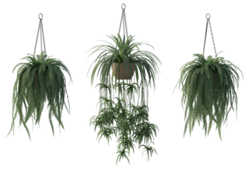Hanging potted plant isolated png on a transparent background premium cutout high resolution