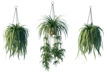 Hanging potted plant isolated png on a transparent background premium cutout high resolution