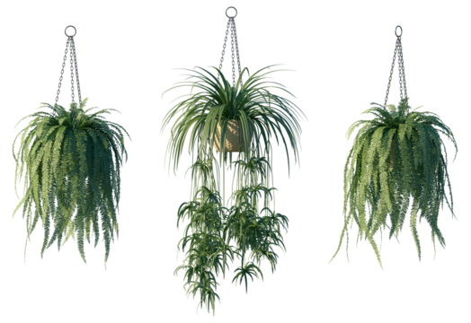 Hanging potted plant isolated png on a transparent background premium cutout high resolution
