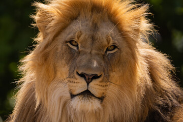 image of a lion's face. expression is calm and majestic