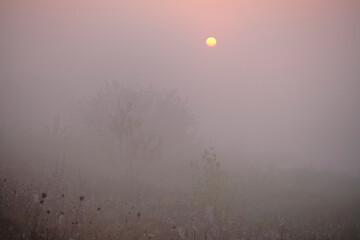 Obraz premium Foggy dawn on the field.