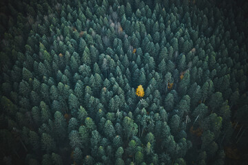 Aerial photography of the forest with a drone. A single yellow tree in the forest attracts attention. A magnificent natural event.