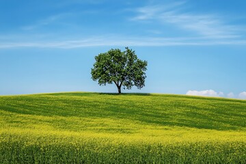 Lonely tree on a green hill against a blue sky with white clouds, nature, spring, landscape photo