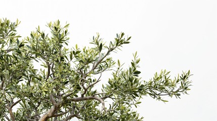 Lush green foliage of a tree branch isolated on a white background.