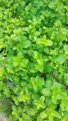 Several vegetables like Lettuce, Kale, Peppermints are well-suited for hydroponics due to their growth characteristics and adaptability to the controlled environment provided by hydroponic systems.