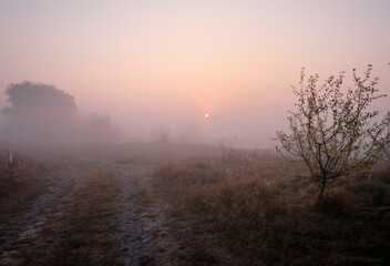 Foggy dawn on the field.