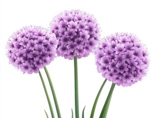 Obraz premium Beautiful purple flowers with rounded clusters, perfect for gardens or floral arrangements, showcasing vibrant color and unique texture, white background