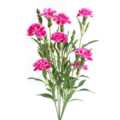 A Burst of Pink: Delicate Carnations with Faded Background