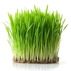 Fresh green grass isolated on a white background for natural decoration. Generative AI