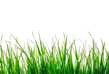 Obraz premium grass on white background create with ai