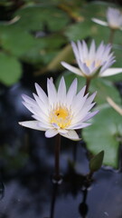 white water lily with a dead insect on top of it