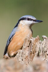 Common bird Sitta europaea aka Eurasian nuthatch is crawling on the tree. Close-up portrait. Isolated on blurred background.